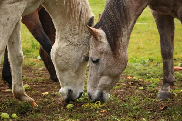 Typer kolikk hos hester - Hvilke typer kolikk hos hester kan forekomme?