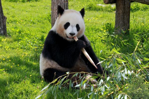 Panda bjørn diett - Næringsbehovet til pandabjørnen