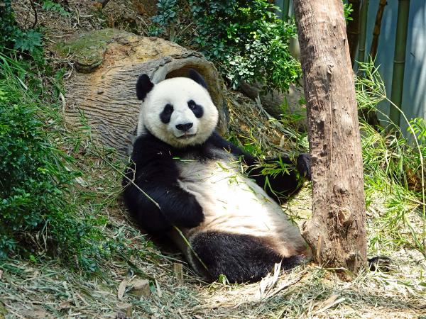 Panda Bear Feeding - Panda Bear Life, spise og sove