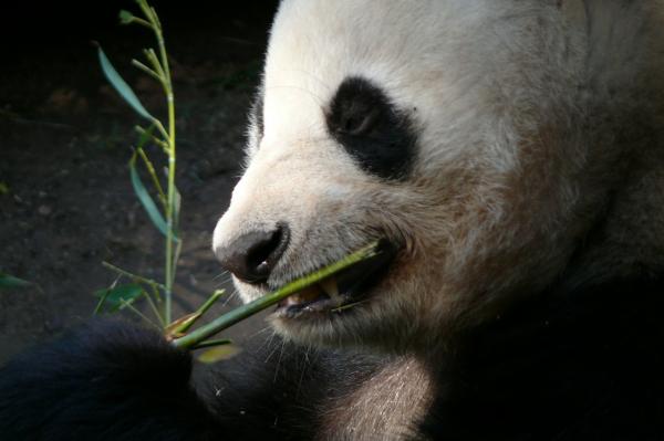 Panda bjørn fôring - Hvordan fôrer panda bjørn?