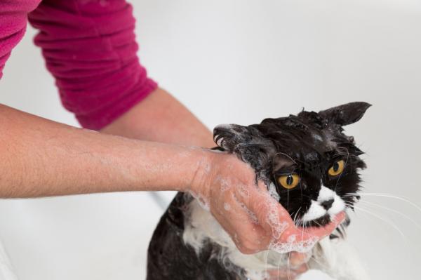 Hvordan bade en voksen katt for første gang?  - På badet