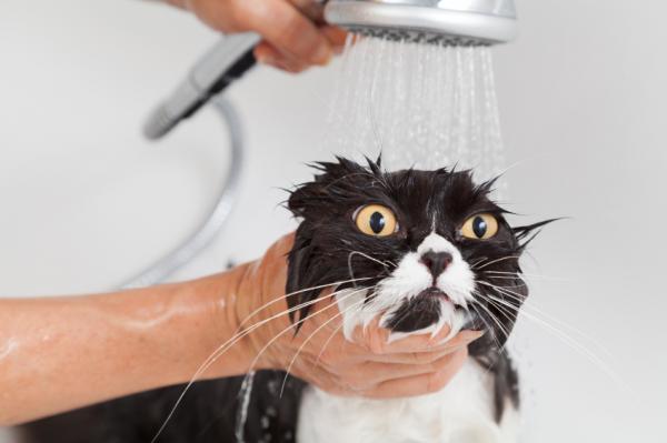Hvordan bade en voksen katt for første gang?  - Generelle tips for bading av en voksen katt
