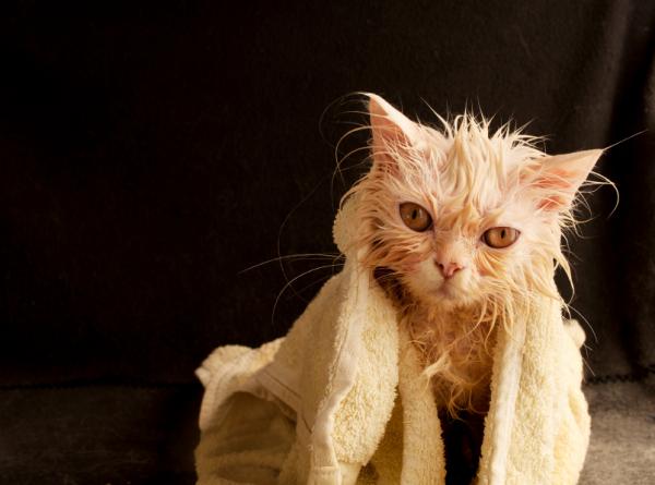 Hvordan bade en voksen katt for første gang?  - Et raskt bad