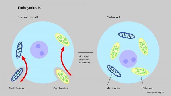 Symbiose - Definisjon og eksempler - Endosymbiose