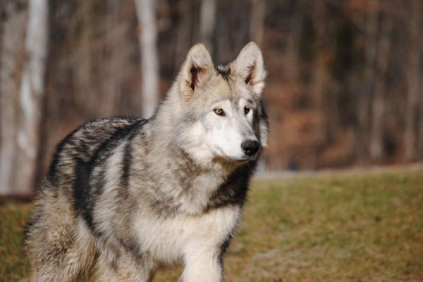 Er det mulig å ha en ulv som kjæledyr?  - Oppførselen til ulvehunden