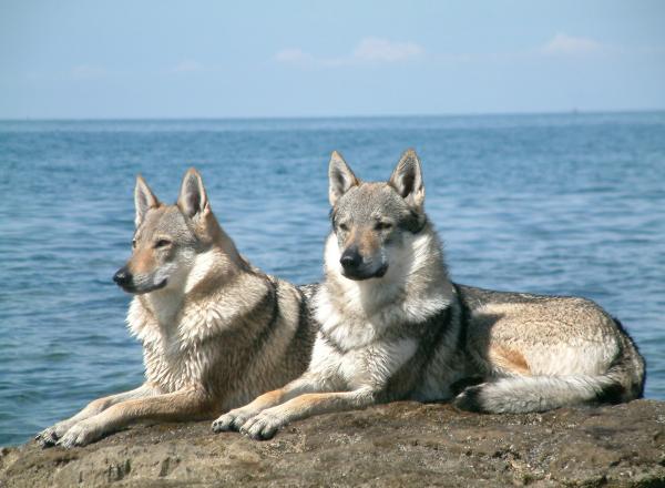 Er det mulig å ha en ulv som kjæledyr?  - Hva bør vi huske på om ulvehunder: