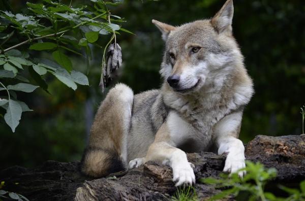 Er det mulig å ha en ulv som kjæledyr?  - Historien om forholdet mellom ulven og mannen