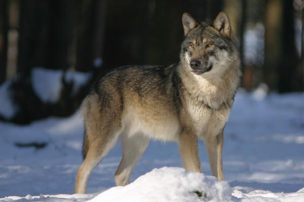 Er det mulig å ha en ulv som kjæledyr?  - Sameksistensen mellom ulven og mannen