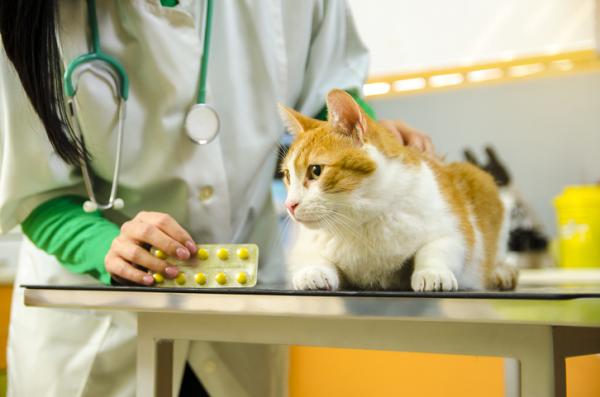 Prednison eller prednisolon for katter - Dosering, hva det er for og bivirkninger - Prednison eller prednisolon for katter - dosering