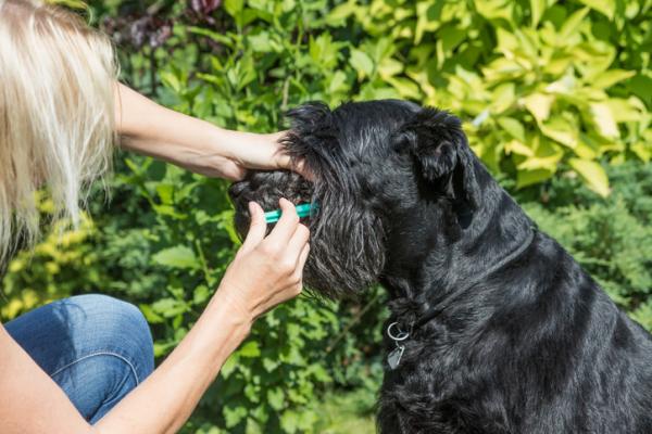 Hvordan gi flytende medisin til en hund?  - Den beste metoden: rask og uten stress