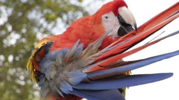Symptomer på at en papegøye er syk - Endringer i fjærdrakt