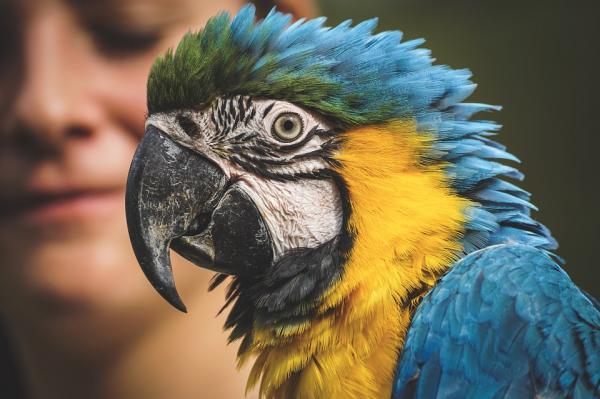 Symptomer på at en papegøye er syk - Regurgitasjonsbevegelser