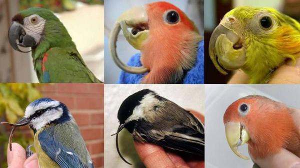 Symptomer på at en papegøye er syk - Overvekst av nebbe og / eller spiker