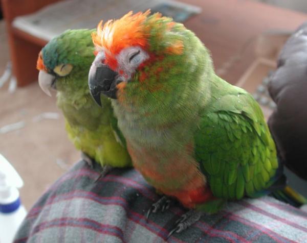 Symptomer på at en papegøye er syk - papegøye kroppsspråk