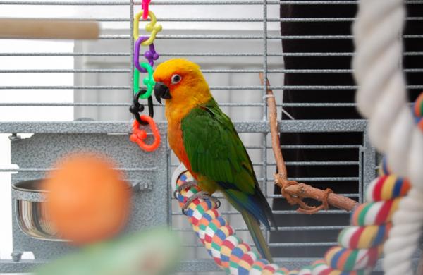 Symptomer på at en papegøye er syk - Inaktivitet (puffing)