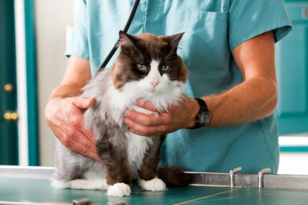 Hårboller hos katter - Symptomer og behandling for å eliminere dem - Symptomer på fastkjørte hårboller 