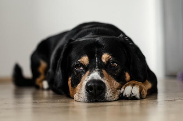 Hvordan oppdage ernæringsmessige mangler hos hunder - Generiske symptomer på ernæringsmessige mangler hos hunder