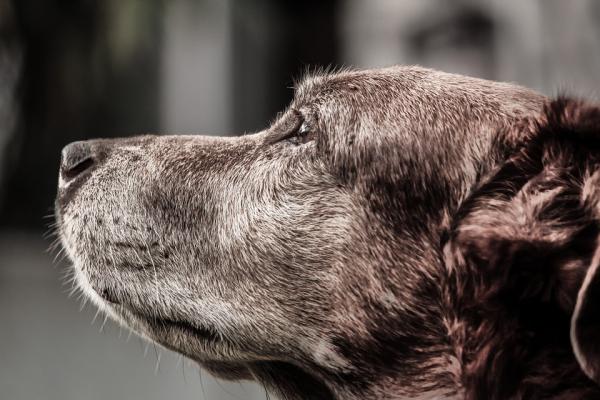 Hvordan oppdage ernæringsmessige mangler hos hunder - Lipidmangel symptomer