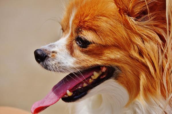 Hvordan oppdage ernæringsmessige mangler hos hunder - symptomer på mineralmangel
