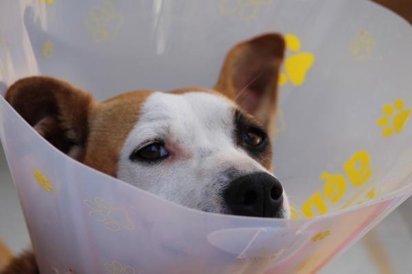 Hvordan forhindre at hunden min klør et sår?  - Elizabethansk halskjede