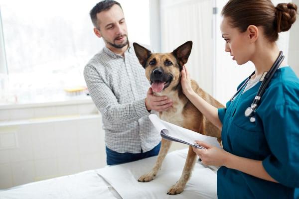 Ranitidin for hunder - dosering, bruk og bivirkninger - overdosering av ranitidin hos hunder
