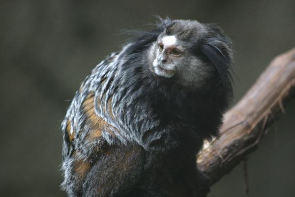 The marmoset apekatt som kjæledyr - Marmoset trafficking