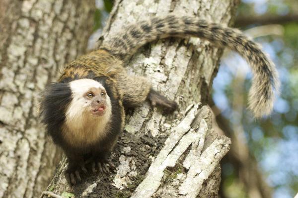The marmoset ape som kjæledyr - "Eksklusivt" kjæledyr