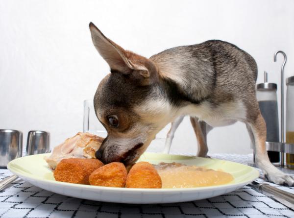 Tips for å forhindre at hunden spiser på gaten - Årsaker som kan få hunden din til å spise på gaten