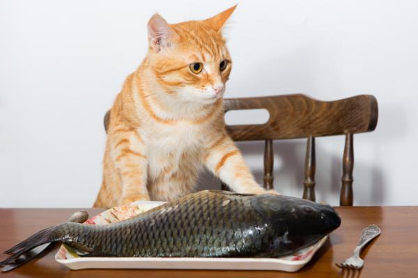 Kan katter spise fisk?  - Hvordan gi fisk til en katt?