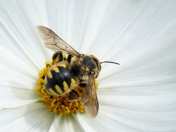Honningbiers livssyklus - droner