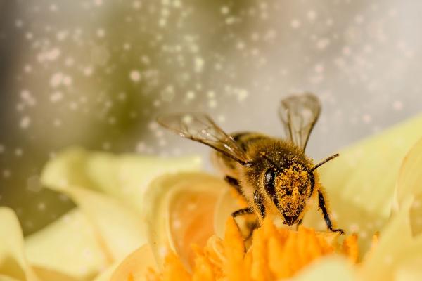 Honningbiers livssyklus - arbeiderbier