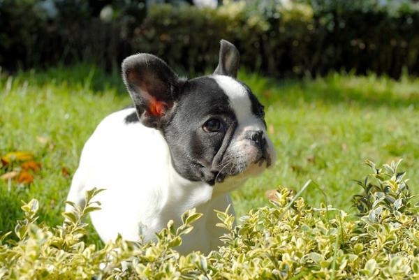 Navn på bulldoghunder - navn på franske bulldoghunder
