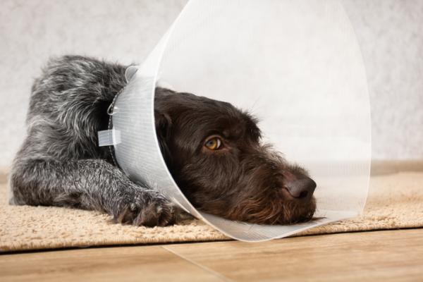 Tramadol for hunder - Dosering, bruk og bivirkninger - Tramadol for hunder Interaksjoner