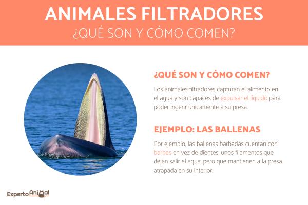 Filtrer dyr - hva er de og eksempler - Hva er filterdyr?