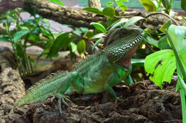 Iguana omsorg og fôring - Iguana feed