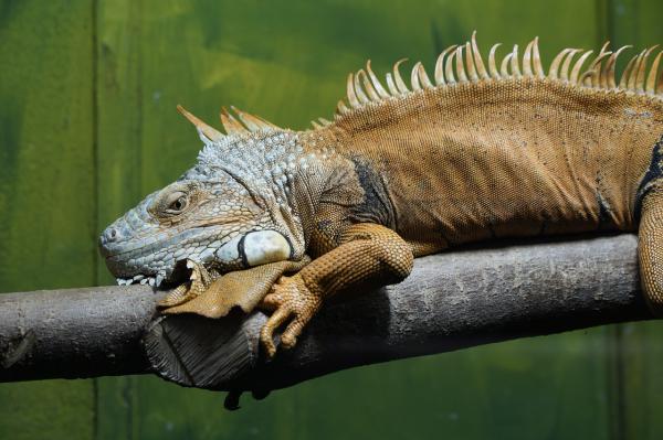 Iguana omsorg og fôring - Annen iguana omsorg