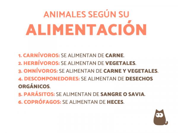 Klassifisering av dyr etter kosthold - Hvordan er dyr klassifisert i henhold til kostholdet?