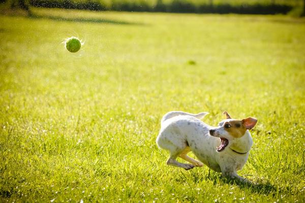 Positive vaner og rutiner for hunden - Spilletid