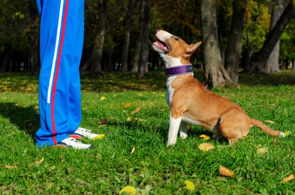 Dog Training Initiation - Dog Training Criteria