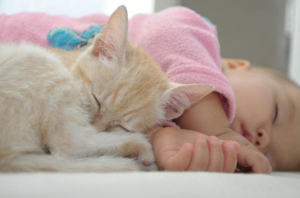 7 ting katten din vet om deg - 5. Katter kan forutsi graviditet