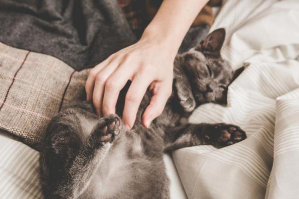 7 ting katten din vet om deg - 7. Katter er i stand til å trene og manipulere deg