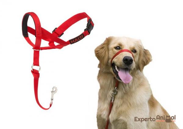 Hva er den beste snuten for hunder?  - Sløyfe, trening eller anti-pull snute (halti)