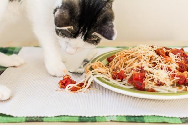Kan katter spise pasta?  - Kan katter spise pasta med tomat?