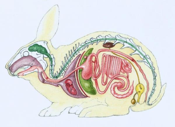 Rabbit Anatomy - Rabbit Digestive System