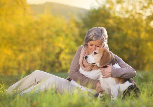 Senil demens hos hunder - Symptomer og behandling - Ledsager hunden med senil demens