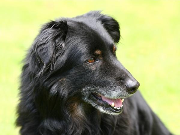 Senil demens hos hunder - symptomer og behandling - Hva er senil demens?