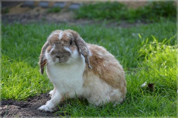 Tips for å adoptere en kanin - hvorfor du bør adoptere en kanin