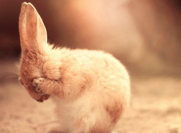 Tips for adopsjon av en kanin - årsaker til at kaniner blir forlatt