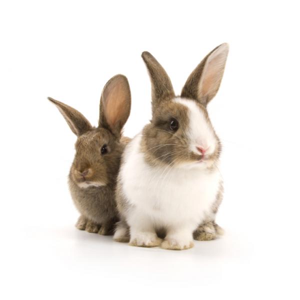 Tips for å adoptere en kanin - Hvor kan jeg adoptere en kanin?