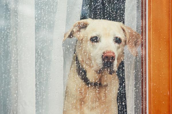 Depresjon hos hunder - symptomer, årsaker og behandling - årsaker til depresjon hos hunder